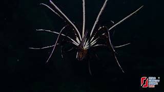 Feather star Crinoid swimming on the USAT Liberty Wreck in Bali [upl. by Athalie]