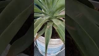 agave plant 🌵☘️ [upl. by Bond]