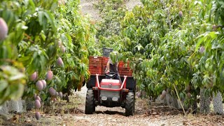 How to Mango Picking  Mango Harvesting Machine  Mango Farm Agriculture Technology [upl. by Annaed836]