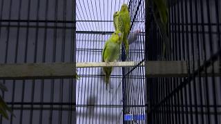 Dun fallow budgie whatsaap 03363456787 birds lovebirds birdsshop lovebirdscolony [upl. by Acire]