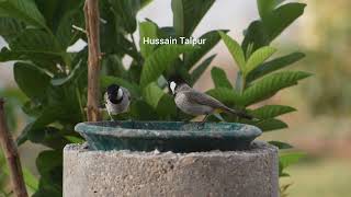 Whiteeared bulbul [upl. by Nitsid]