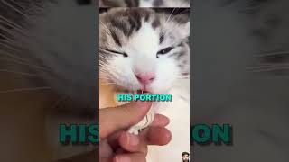 CAT IS CHEWING ON CARTBOARD 🥶🤬😎🥶🥶 youtubeshorts funny puppy ytshorts [upl. by Atnom]