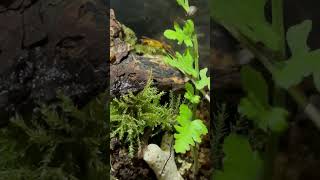 Native Terrarium UPDATE ¦ Nature Sounds [upl. by Caitrin]