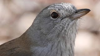 Australia’s great songsters – Grey Shrikethrush calling with opening notes by a Pied Butcherbird [upl. by Aurie]