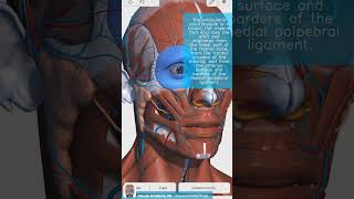 Visual Anatomy 3D  Facts about the orbicularis oculi muscle [upl. by Plossl]