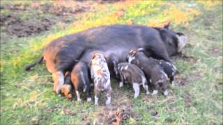 Supper Time at White Bison Farm [upl. by Marks921]