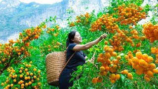 Harvest Kumquat Goes To Market Sell  Harvesting and Cooking  Lý Hương Song [upl. by Odelet]