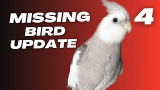 Missing Cockatiel Bird Update 4 [upl. by Adriane]