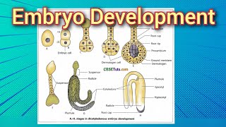 development of embryoeducation [upl. by Eirised295]