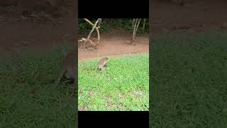 Wildlife monkey in Mohanokor troop monkeyliving shortsvideo [upl. by Kancler]