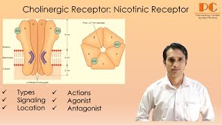 Cholinergic Receptor Part 2  Nicotinic Acetylcholine Receptor I Nicotinic Action [upl. by Sirraf]