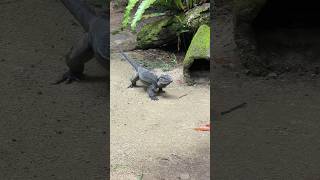 Nature  Muscular Iguana Walk  UpClose with Nature’s Dragon 🦎 [upl. by Antone509]