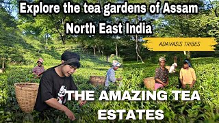 Explore the tea gardens of Assam North East India [upl. by Kreitman]