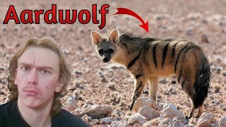 The Aardwolf A Termites Worst Nightmare [upl. by Prior]