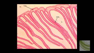 ORGANISM SLIDE Coprinus [upl. by Mauceri]