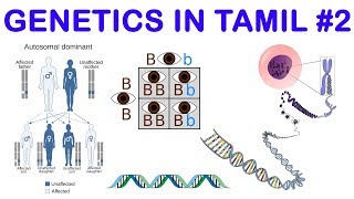 Genetics in Tamil 2 AllelesHomo amp Heterozygous  Rajus Biology [upl. by Jordan]