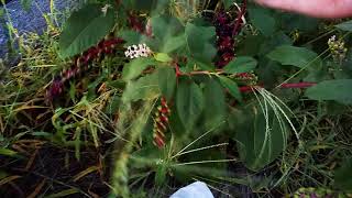 ヨウシュヤマゴボウ American pokeweed [upl. by Alroy875]