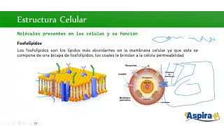 Biología Unidad 1 Sesión 2 UNAM SUAyED  2025 [upl. by Cy792]