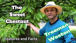 Sweet Chestnut Tree Identification Castanea sativa Features and Facts [upl. by Glynis]