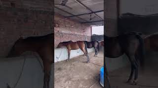 Horse Stable 🐎 horse shortvideos youtubeshorts shorts punjab marwarihorse stable stallion [upl. by Jat]