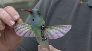 How does this hummingbird robot ornithopter fly  STEM kids [upl. by Jankey]