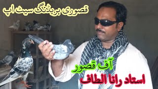 kasuri breeding set up Rana kasuri pigeon [upl. by Aneloj17]