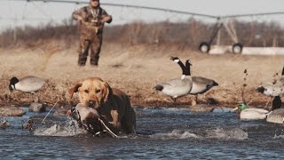 El Nino Waterfowl Hunting 20152016  Fowled Reality [upl. by Evvy563]