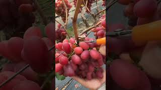 Carefully Cutting the Grapes From the Red Grape Plants [upl. by Kessel]