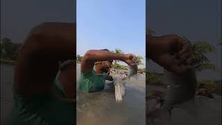 Catching Big Catla Fish By Polo shorts [upl. by Harima]