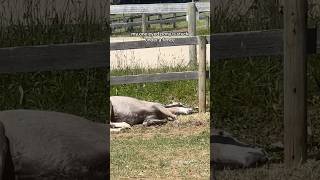 My one eyed pony is stuck UNDER a fence pony welshpony equestrian equestrianlife horse [upl. by Lazar]