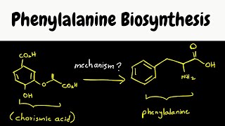 phenylalanine biosynthesis  biosynthesis part 8 [upl. by Dayir]