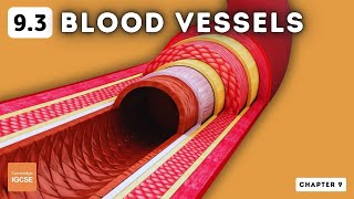 IGCSE Biology  Blood vessels 93 [upl. by Jillane]