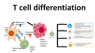 T cell differentiation role of cytokines in T cell differentiation [upl. by Georgeanna]