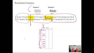 Cutting DNA with Restriction Enzymes [upl. by Iver]