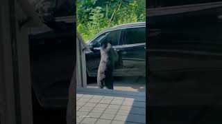 Sneaky Bear Opens Car Door 🐻 [upl. by Bottali]