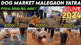 DOG MARKET MALEGAON YATRA 2024 đź”Ą  CHEAPEST DOG MARKET  NANDED [upl. by Okiron]