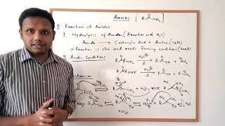 Amides  Preparation and Reactions [upl. by Sarnoff]