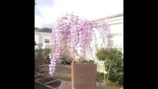 Bonsai Wisteria Flowering  time lapse [upl. by Trubow]