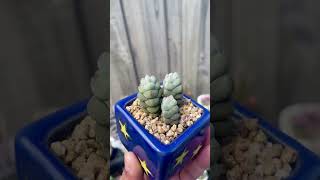 Crassula arta plegmatoides crassula succulents succulent succulentplant cutepots plants [upl. by Ahsinaj]