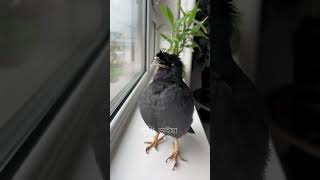 Shalik Pakhi Ya Rabbi Mustafa can sing ghazals  talkingbird [upl. by Eadwina]