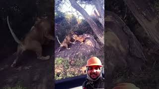 lion animals Hindi short video comedy lionsoanimals [upl. by Mighell]