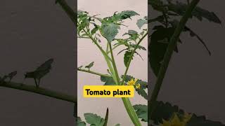 Tomato farming  Tamater ki kheti [upl. by Anoyek656]