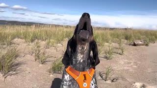 Bluetick Howling at the Beach [upl. by Inad712]