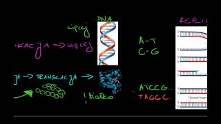 Chromosomy chromatydy chromatyna [upl. by Inalak]