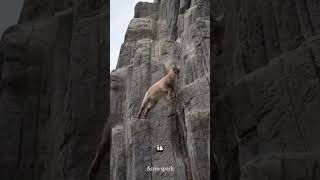 mountain goat😱 science mountaingoats astrospark [upl. by Yelserp]