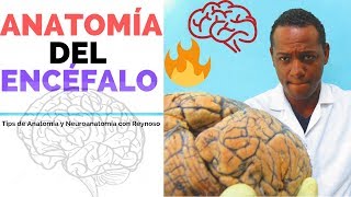 ENCÉFALO HUMANO Y SUS FUNCIONES 1 [upl. by Aeirdna]