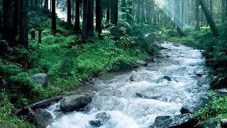 Beautiful Mountain River Flowing Sound Forest River Relaxing Nature Sounds Sleep Relax 10 hours [upl. by Aelegna75]