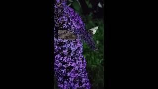 Large yellow underwing moth feeding on buddleia flowers [upl. by Barvick]