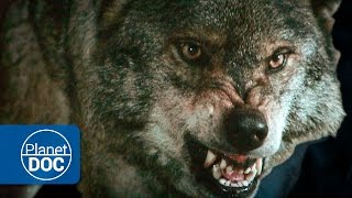 Lobos Salvajes  Documental en HD [upl. by Ambrosius656]