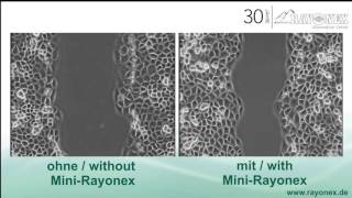 Zellbiologische Messung invitro Wundheilung zum Mini Rayonex [upl. by Ailisec]